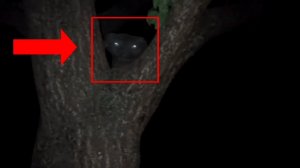 Монстр в лесу снятый на камеру или гуманоид - Призрак