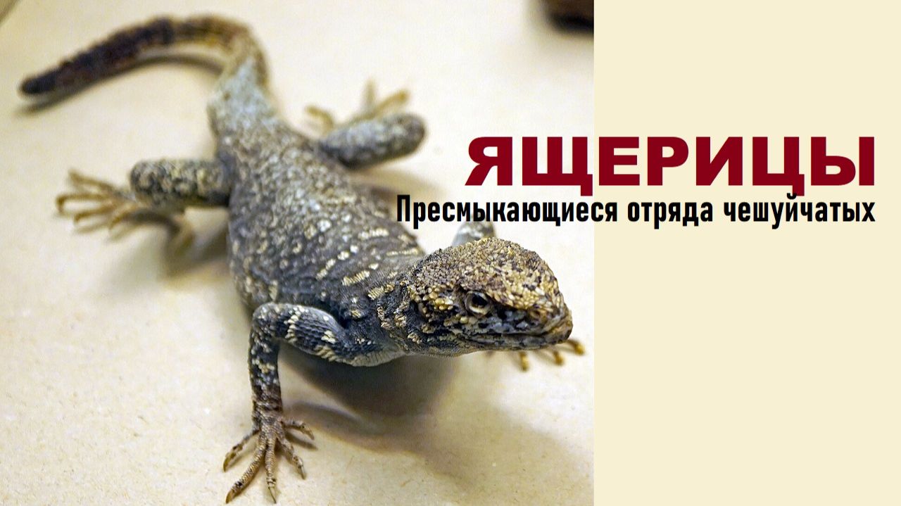 ЯЩЕРИЦЫ: ОТРЯД ЧЕШУЙЧАТЫХ ПРЕСМЫКАЮЩИХСЯ, ИЛИ РЕПТИЛИЙ смотреть онлайн