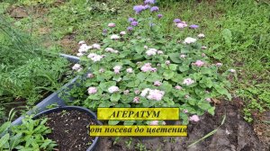 Агератум (Ageratum) от посева до цветения.