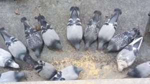 Слетелись все на перекус!