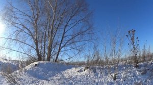 Ружье БАЯРД 16 калибр против серых ворон.