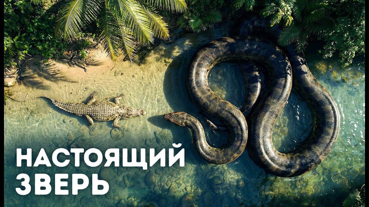 Змеи настолько страшные, что даже Титанобоа не была худшей смотреть онлайн