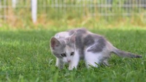 lv_0_20260115093432.mp4