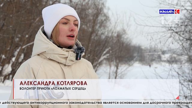 Питомец приюта "Лохматых сердец" Сэм смотреть онлайн