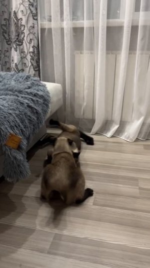 Шпроты Хабенского