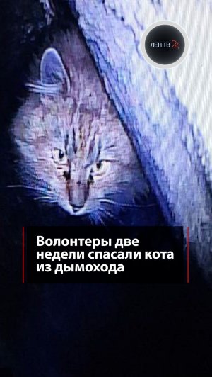 Волонтеры две недели спасали кота из дымохода