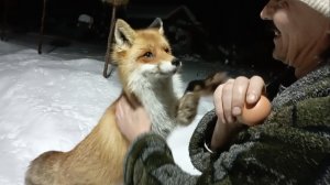 (1215) Лиса приходит в гости. Январь 2026