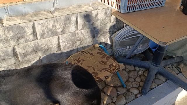 Бебик и Майфун смотреть онлайн