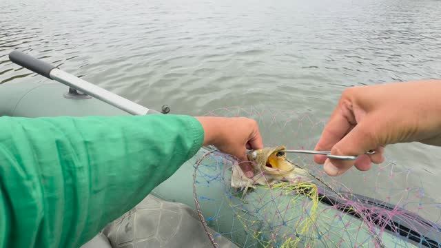 Выживает ли рыба после обрыва приманки !? "но это не точно"