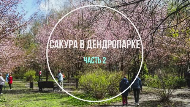 Сакура в Дендропарке. Часть 2 смотреть онлайн