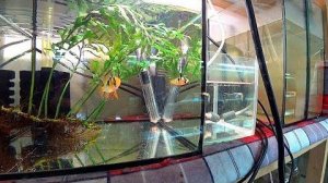 Что с мальком Апистограмы. Заменил воду коловратке. Продаю систему СО2