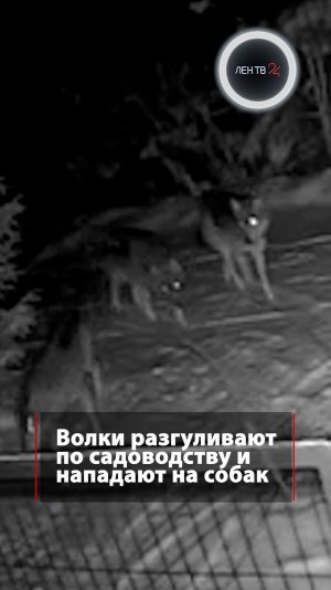 Волки разгуливают по садоводству в Ленобласти