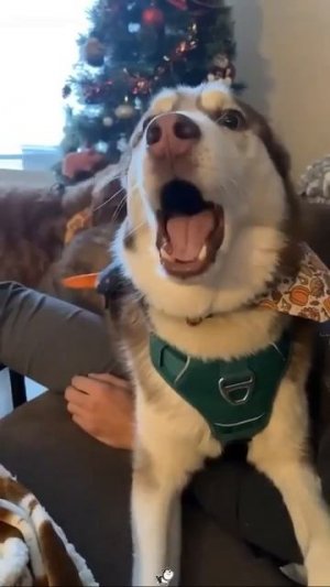 Видео от МЯУтаверс – как метавселенная, но с котами