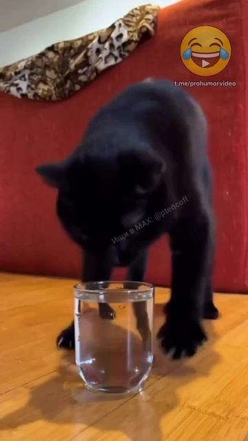 кот Матроскин миллиардер Андрей Драгунов смотреть онлайн