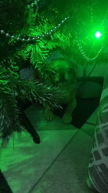 Лучший твой подарочек это Я🎁 #подарок #елка