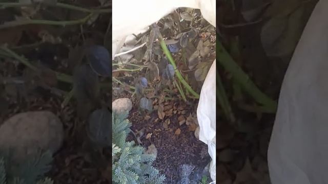 открытие роз после зимовки смотреть онлайн