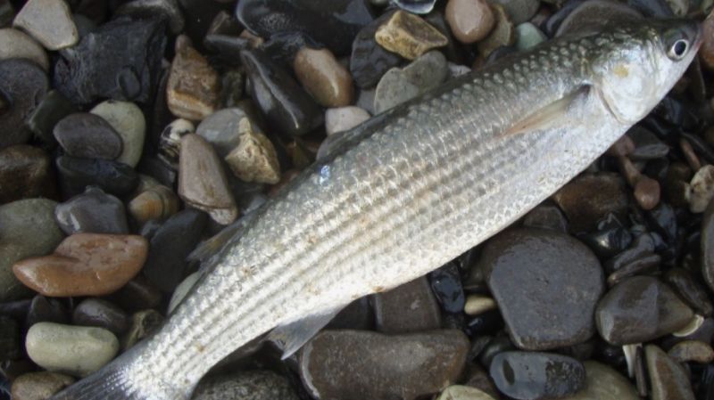 Кефаль, ловля кефали. Супер снасть для донной ловли кефали с бомбардой