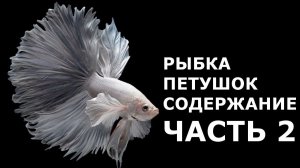 Рыбка СИАМСКИЙ ПЕТУШОК содержание и разведение - это должен знать каждый, кто завел петушка! ЧАСТЬ 2