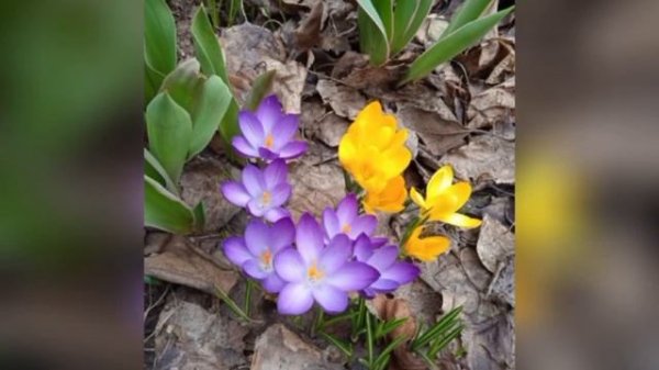 ПЕРВЫЕ ВЕСЕННИЕ ЦВЕТЫ