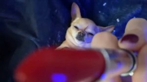 ASMR chaotic triggers that relax 🫠