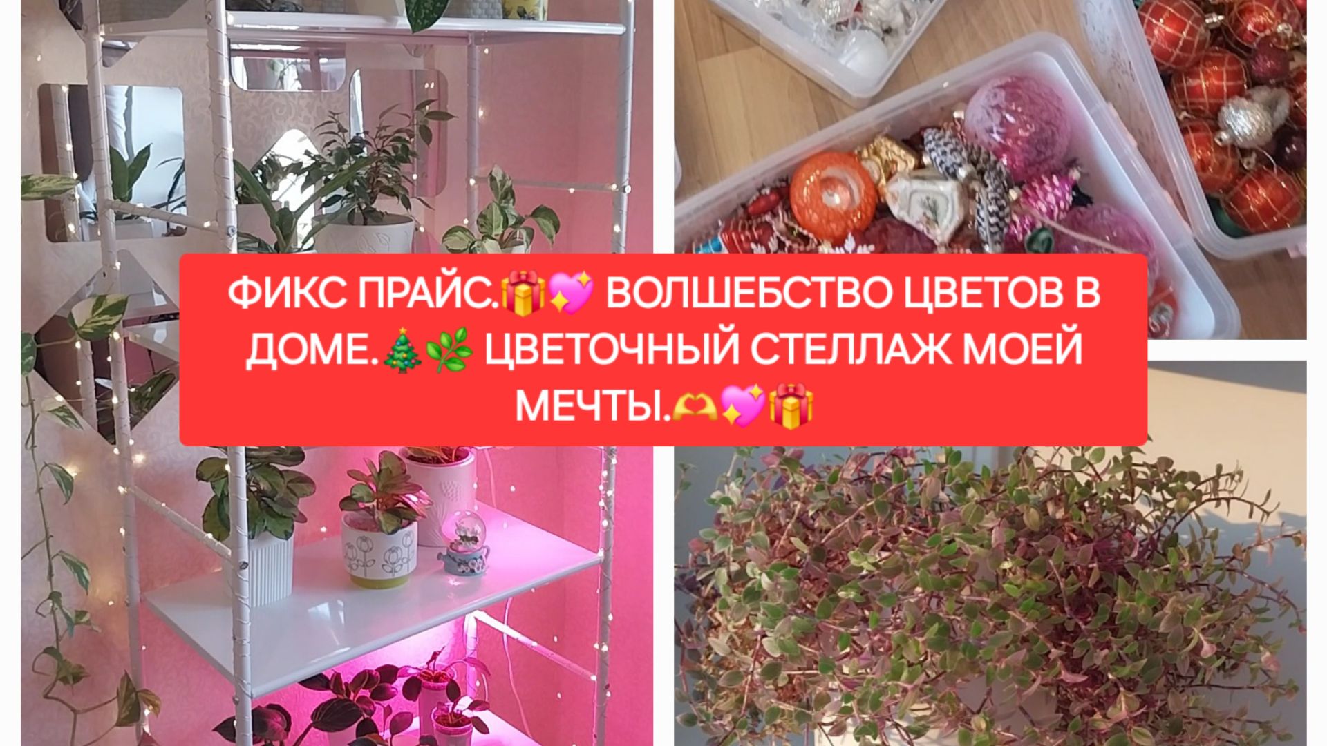 ФИКС ПРАЙС.🎁💖ВОЛШЕБСТВО ЦВЕТОВ В ДОМЕ.🎄🌼ЦВЕТОЧНЫЙ СТЕЛЛАЖ МОЕЙ МЕЧТЫ🎁💖. смотреть онлайн