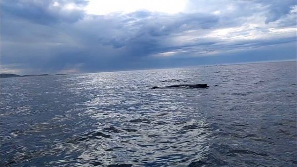 Киты позируют