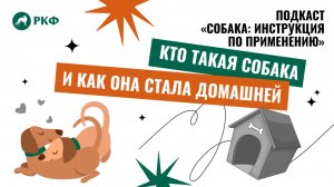 «Собака: Инструкция по применению». Выпуск 2 «Кто такая собака и как она стала домашней»