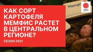 Сорт картофеля Мемфис