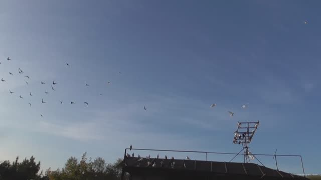 В гостях у Игоря часть 3 Посадка бойных голубей. Разговоры о голубях смотреть онлайн