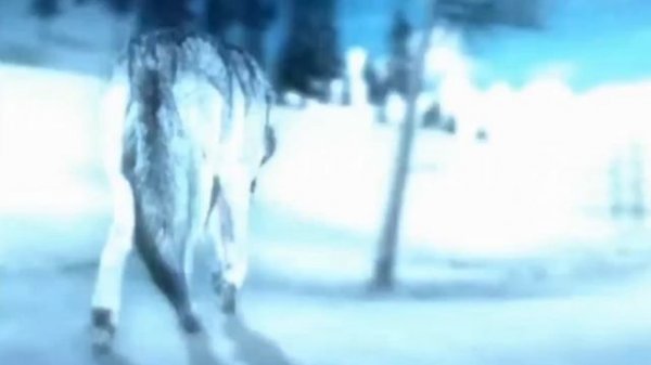 Garik Garik 💘 Волчица☝️