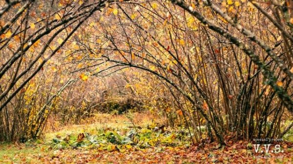 V.V.S. - Капли срываются с неба