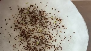 Семена Табака-пробный посев Вирджиния Голд