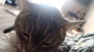 Кашель от гельминтов у  новенькой бездомной