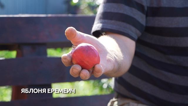 «Огород в подарок»: чему мы научились в 2025 году смотреть онлайн