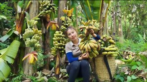 Собирают бананы, чтобы отвезти их на рынок и продать. Быт и повседневная жизнь. Дуонг. Вьетнам