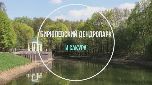 Бирюлевский дендропарк и сакура смотреть онлайн