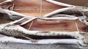 Щука потрошения вяленая слабо соленая