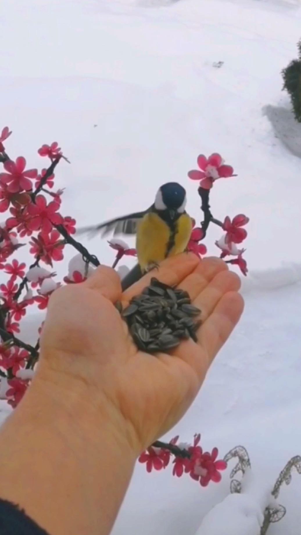 ручная синичка смотреть онлайн