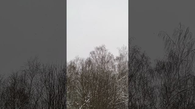 Что за птицы ...???