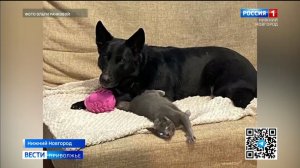Служебные собаки на пенсии