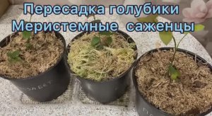 Голубика сорт Патриот, Блюкроп, Элизабет. Пересадка 15.01.26