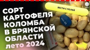 Сорт картофеля Коломба лето 2024
