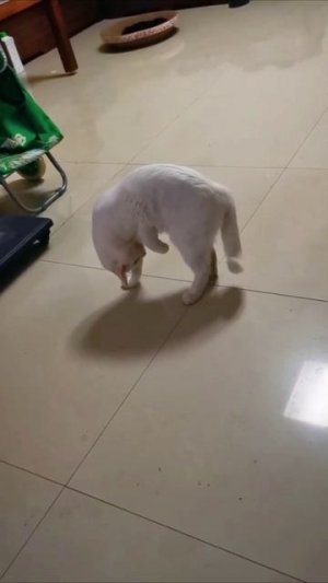 Смешные коты #104-1