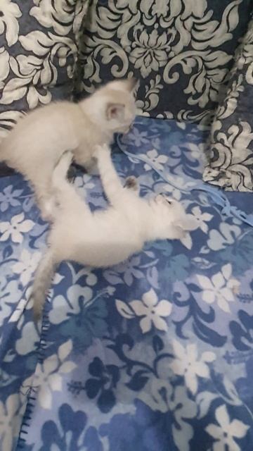 Весёлый кусь 😻