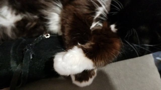 Посмотрите,как интересно улеглась кошка😃Как человек на спине спит. смотреть онлайн