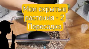 Мои скрытые -2. Пересадка