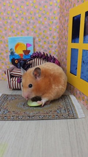 Хомяк хомячит