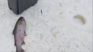 Поимки и сходы на Нижнем. Клёвое место Лосиный остров.