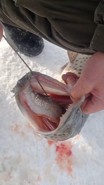 Речка Зея. Гром поймал щуку на 5кг смотреть онлайн