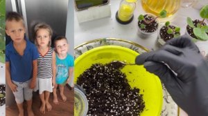 Большая пересадка фиалок 4. Болталка за 19.01.